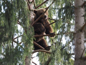 Ein Bär kleittert auf den Ästen eines Baumes nach oben