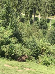 Ein Bär sitzt mitten im Wald