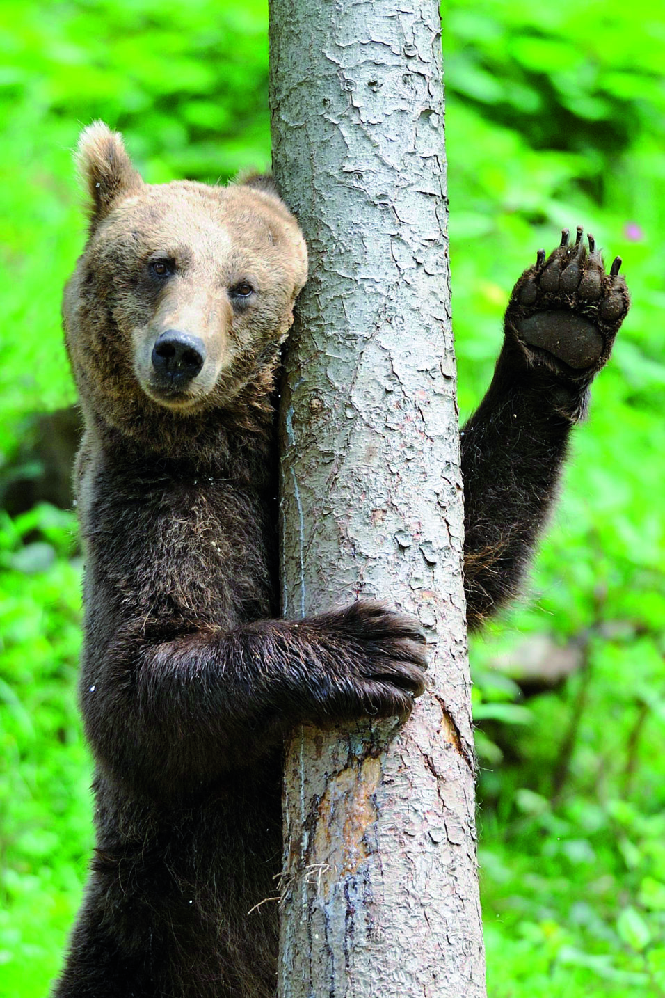 Ein Bär reibt sich an einem Baum und scheint zu winken